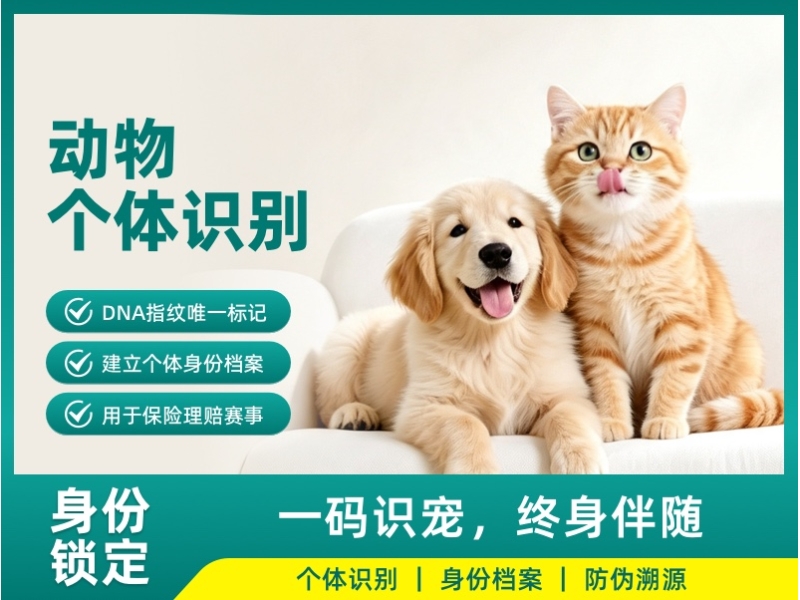 动物个体识别